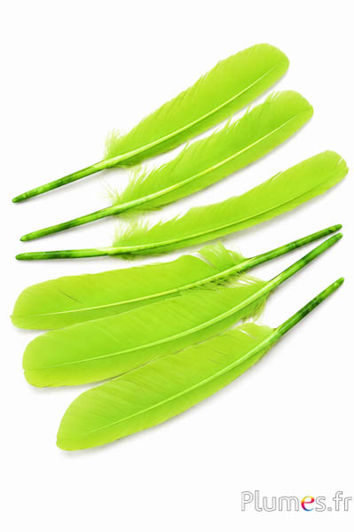 Cigno - 30-33 cm - lime
